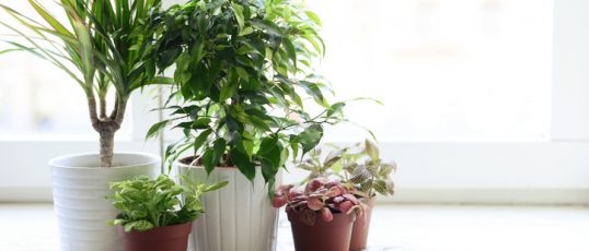 flowers in a pot on a window sill at the window